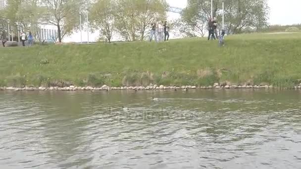 Bělorusko, Minsk, 21 května. 2017. holubi plavit podél řeky v Minsku — Stock video