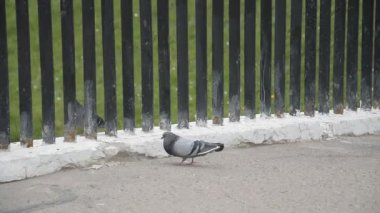 Güvercinler kuş sokakta