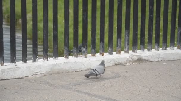Любопытные голуби — стоковое видео