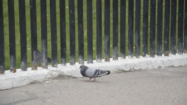 Pigeons oiseau dans la rue — Video