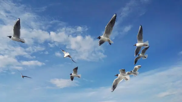 Чайки на голубом фоне неба — стоковое фото