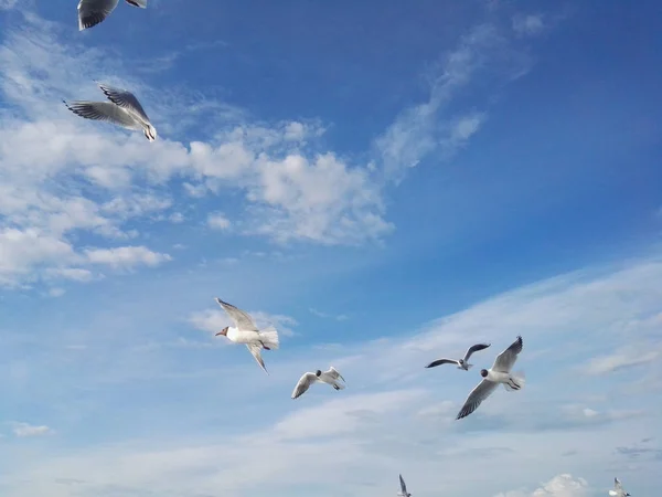 Чайки летят на голубом небе — стоковое фото