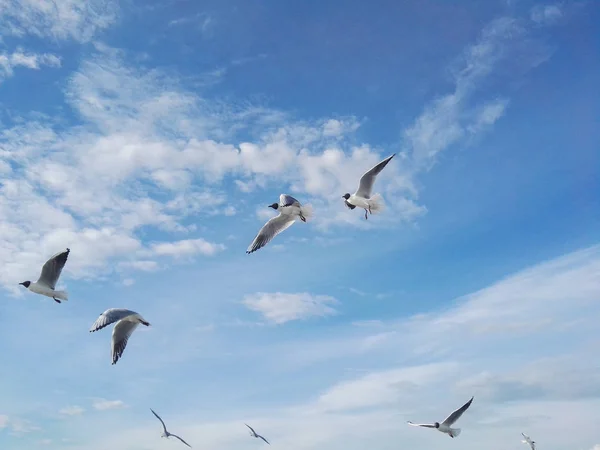 Goélands marins dans le ciel bleu — Photo