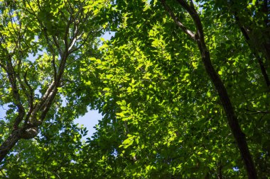 yeşil dallar arka plan