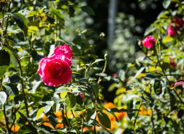 Kırmızı gül, çalı