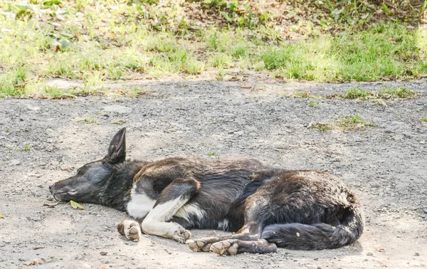 sokak köpeği bir ağaç gölgesinde