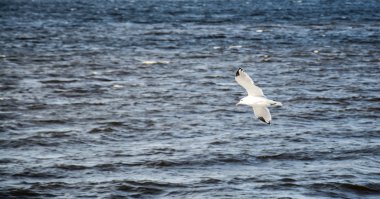 martı Nehri üzerinde uçan kadar yakın