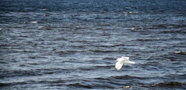 A gaivota está voando sobre o rio — Fotografia de Stock