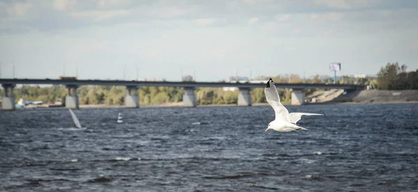 The seagull is flying over the river — Stock Photo, Image