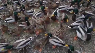 Şehir parkında yaban ördekleri yürüyor