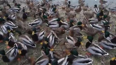 Şehrin göl kenarındaki aç ördekler