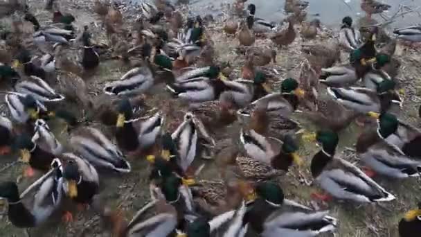 Patos salvajes hambrientos cerca del lago de la ciudad — Vídeo de stock