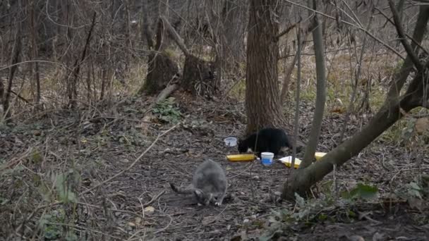 Obdachlose Katzen fressen Futter im Wald. — Stockvideo