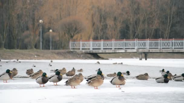 動物の野生動物 都市池で冬のアヒル 氷と寒さ — ストック動画