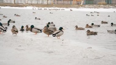 Ducks swim in a city lake in winter