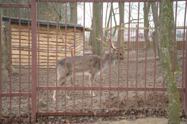 Hayvanat bahçesinde kırmızı geyik, bahar ya da sonbahar zamanı