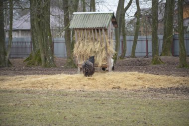 Çiftlik hayvanları koyun ve keçi otlakta