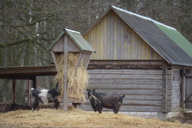 Çiftlik hayvanları koyun ve keçi otlakta