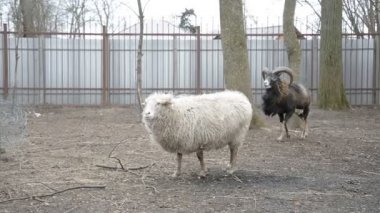 Kamu parkında koyunlar ve keçiler