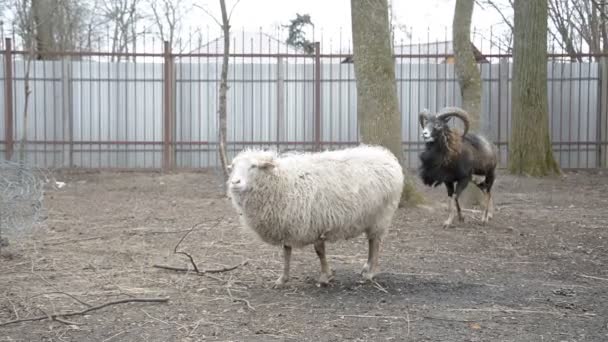 Sheeps and goats in cage in public park — Stock Video