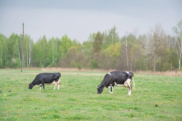 Herde Kühe Auf Der Grünen Wiese — Stockfoto