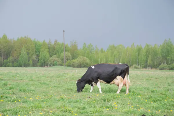 Troupeau Vaches Champ Vert Été — Photo