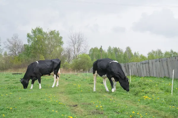 Troupeau Vaches Champ Vert Été — Photo