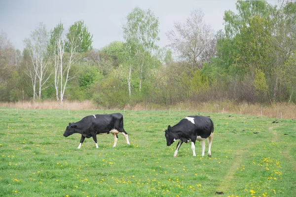 Vacas Que Pastam Prado Dia Verão — Fotografia de Stock