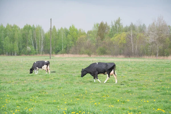 Vaches Broutant Dans Une Prairie Jour Été — Photo