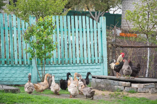 Flock Ducks Chickens Yard Countryside — Stock Photo, Image