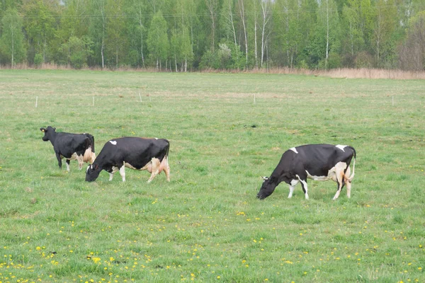 Αγελάδες Βόσκησης Ένα Πράσινο Πεδίο Stop Gmo Έννοια — Φωτογραφία Αρχείου
