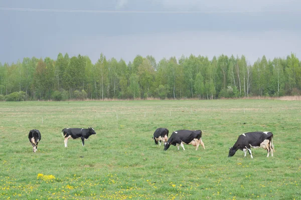 Vacas Pastando Campo Verde Parar Conceito Gmo — Fotografia de Stock