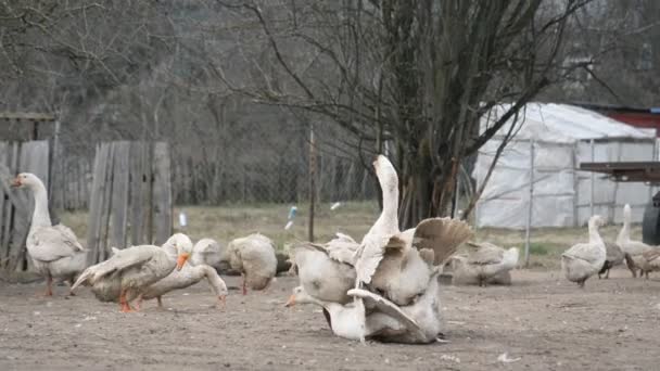 Animales de apareamiento, gansos domésticos — Vídeo de stock