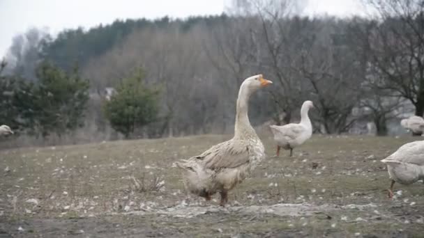 Ein Schwarm Hausgänse in einem russischen Dorf — Stockvideo