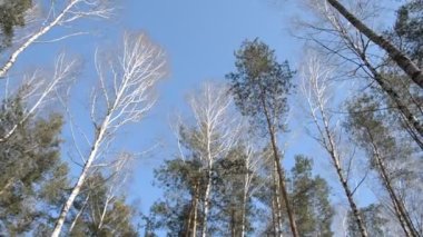 Mavi gökyüzü manzaralı ağaçlar