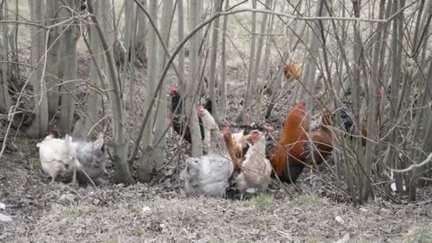 Gmo jídlo zdarma, hospodářská zvířata, krmení kuřat na farmě v přírodě — Stock video