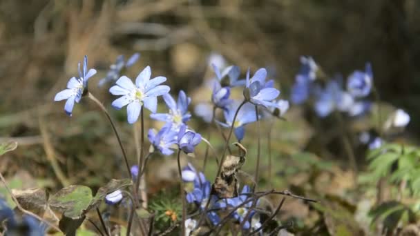 Jarní modré lesní květiny — Stock video
