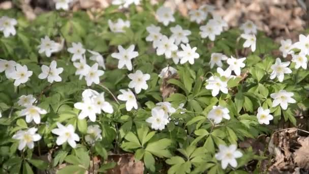 Anémonas de Madera Anémona nemorosa en bosque claro típico, primer fondo de flores de primavera — Vídeos de Stock