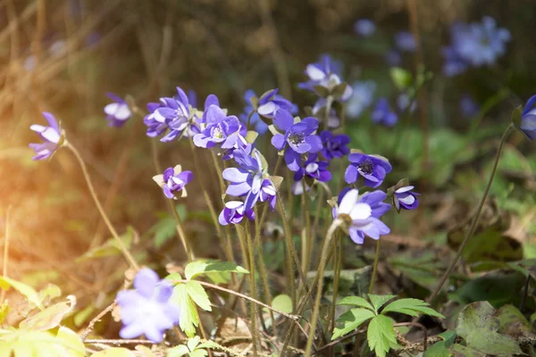 Bosque Azul Salvaje Flor Fondo Naturaleza Paisaje — Foto de Stock