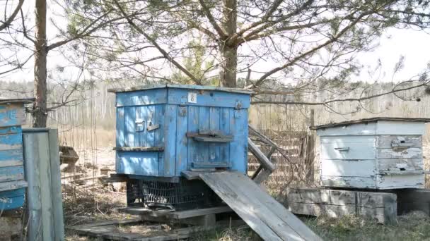 Colmena de abejas azul abandonada en el bosque — Vídeo de stock