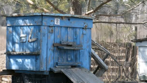 Бджола ферма у дворі, синій бджолиний вулик — стокове відео