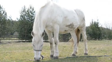 Beyaz bir at Belarus köyünde ot yiyor.