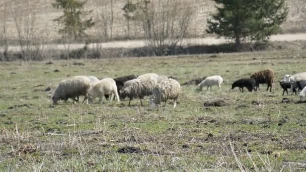 Un troupeau de moutons domestiques est planté dans la prairie — Video