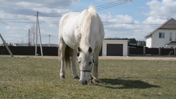 Λευκό άλογο κάθεται σε ένα λιβάδι άνοιξη — Αρχείο Βίντεο