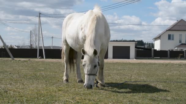 White horse sits in a spring meadow — Stock Video