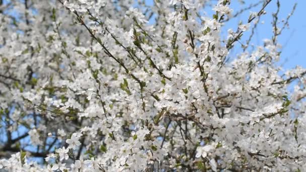 A beleza da natureza: flor de maçã primavera em flor cheia — Vídeo de Stock