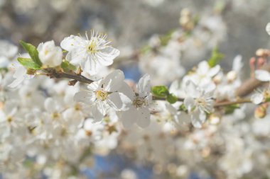 İlkbahar arka planında güzel elma ağacı çiçek açar.