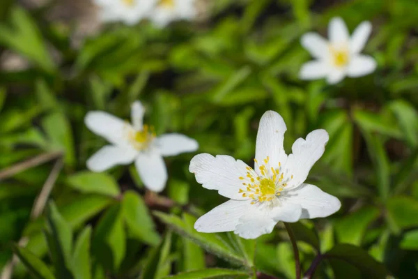 Nella Fioritura Selvatica Inizio Primavera Pianta Perenne Anemone Nemorosa Primavera — Foto Stock