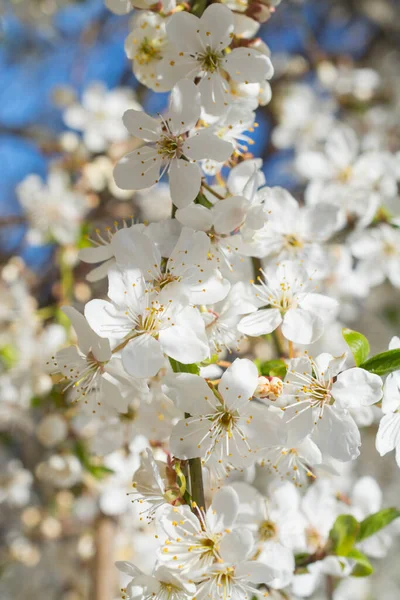 Armut dalında beyaz çiçekler
