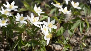 Anemone Ormanı Çiçeği